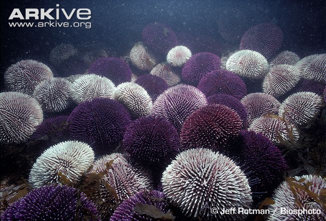 Colony-of-edible-sea-urchins-feeding-on-algae_arkive