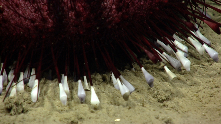 Araeosoma sp. close-up. Image from Okeanos