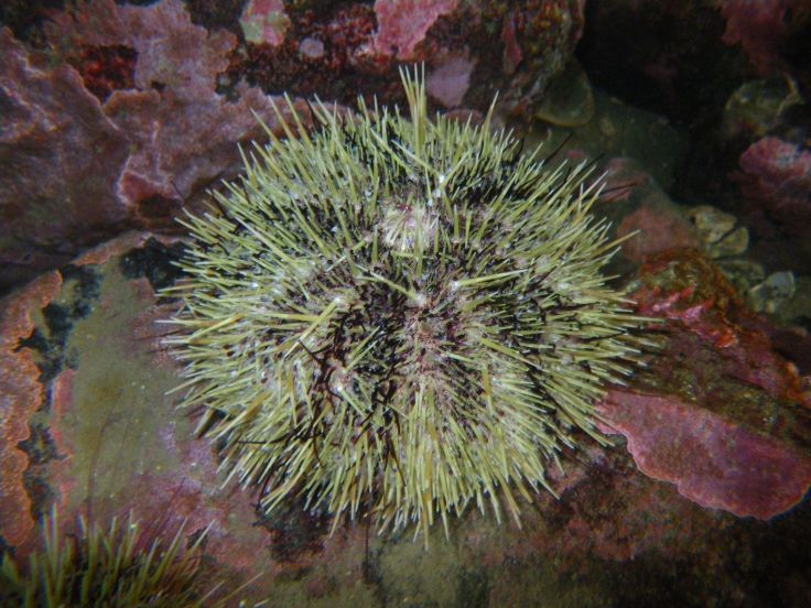 Strongylocentrotus droebachiensis - the green sea urchin