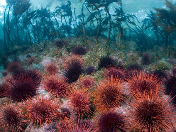 Red Urchin barren.  Image from Paul Nicklen.