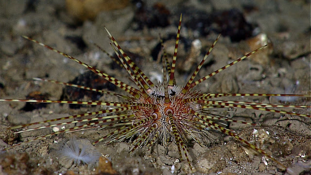striped_sea_urchin_hires_indonesian_okeanos